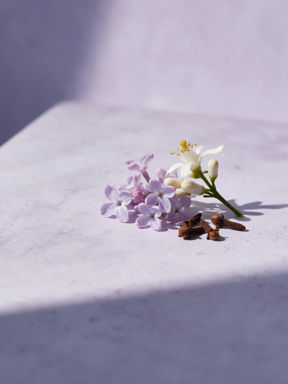 dahlea regia heart notes